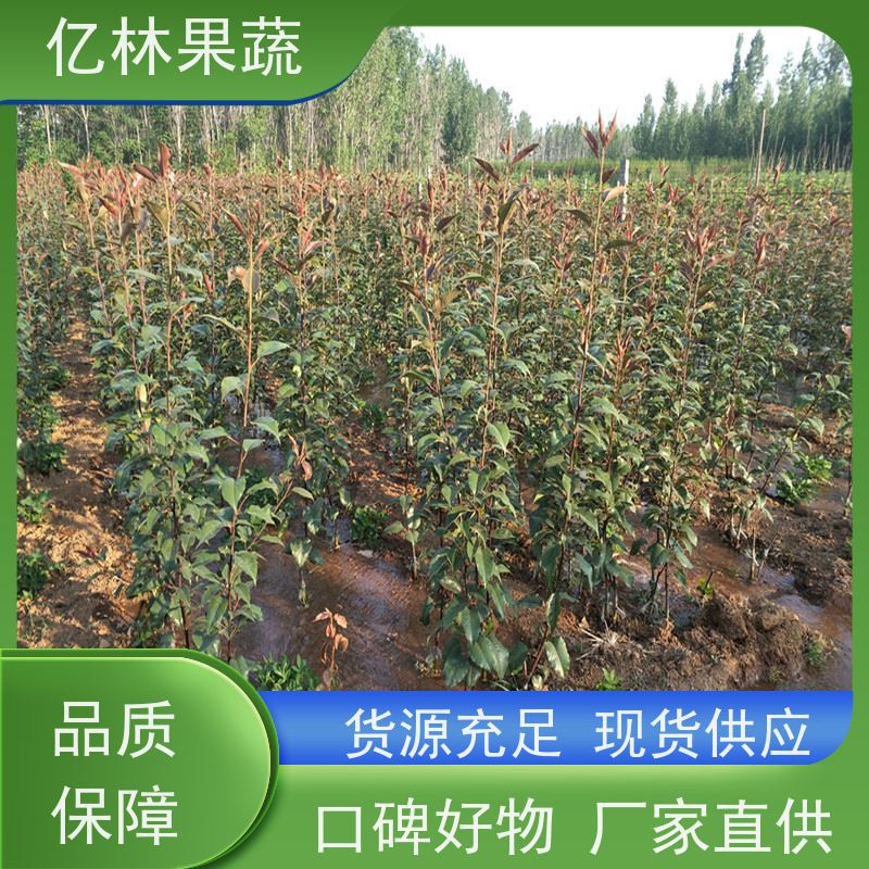 亿林苗木 砀山酥梨树苗 基地直发 三公分现挖现发 品种齐全
