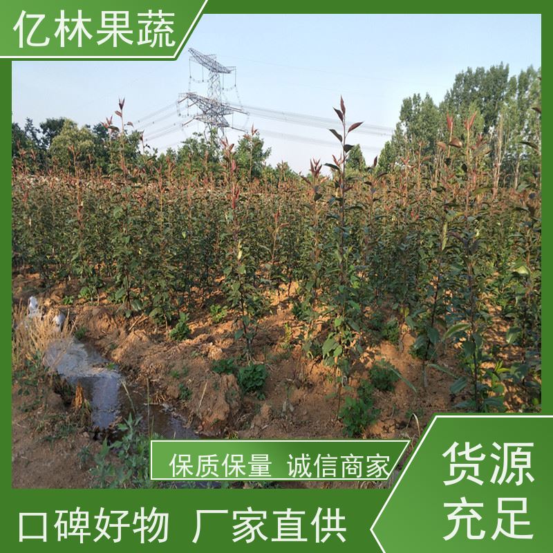亿林苗木 冬桃苗 桃树果苗批发 自家园林 根系饱满成活率高