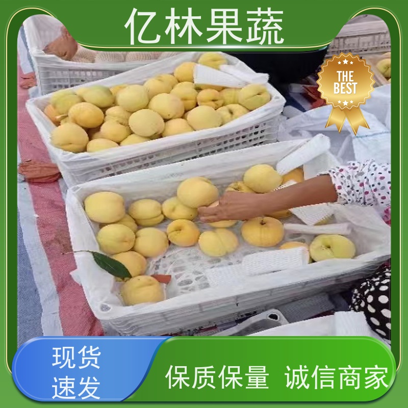 亿林苗木 油桃苗 三公分现挖现发 品种齐全 根系饱满成活率高