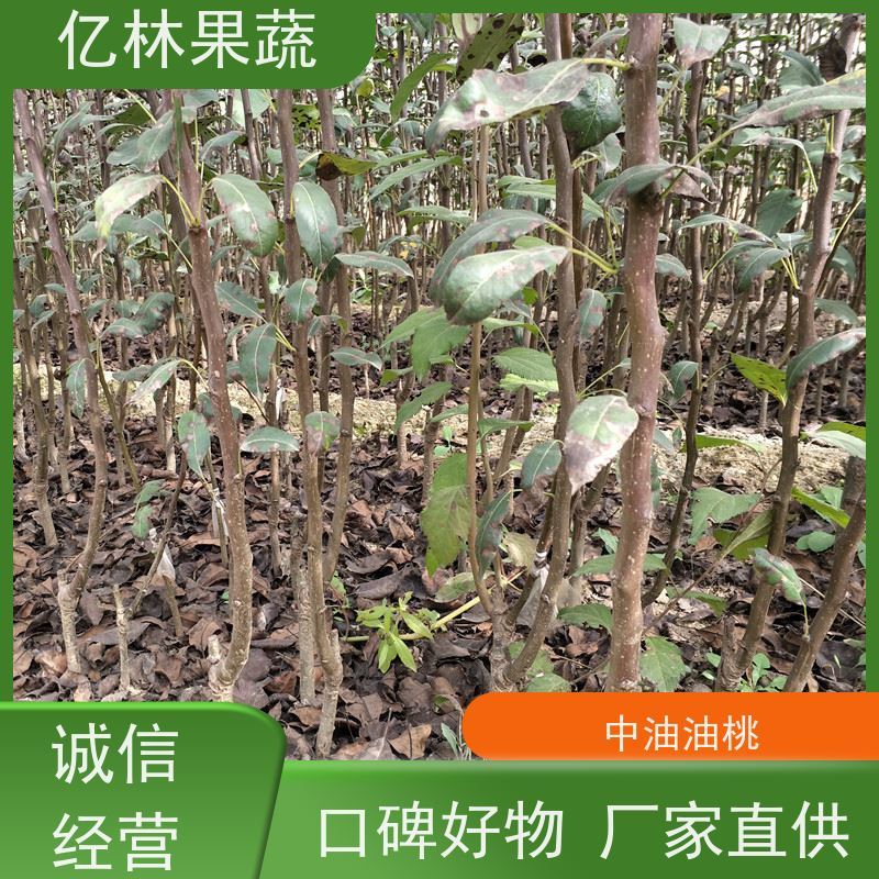 基地供应 园林嫁接桃苗 新品种挑苗 香甜可口 易栽培桃树苗