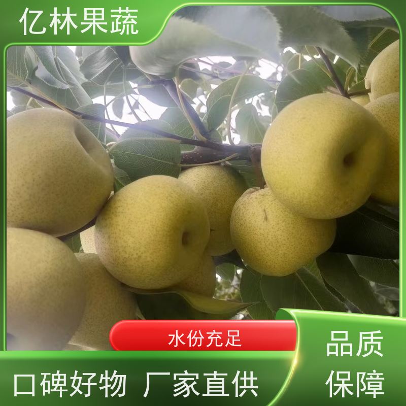 基地供应 秋彤桃 特产果树桃幼苗 易栽培桃树苗