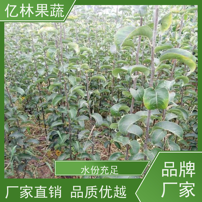 基地供应 嫁接梨树苗 成活率高 盆栽地栽庭院红香酥梨苗