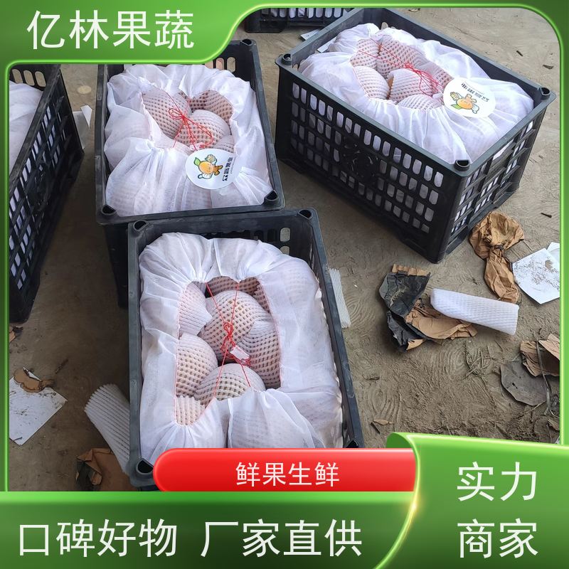 亿林苗木 基地培育 黄尊蜜梨 口感香甜 砀山酥梨树苗