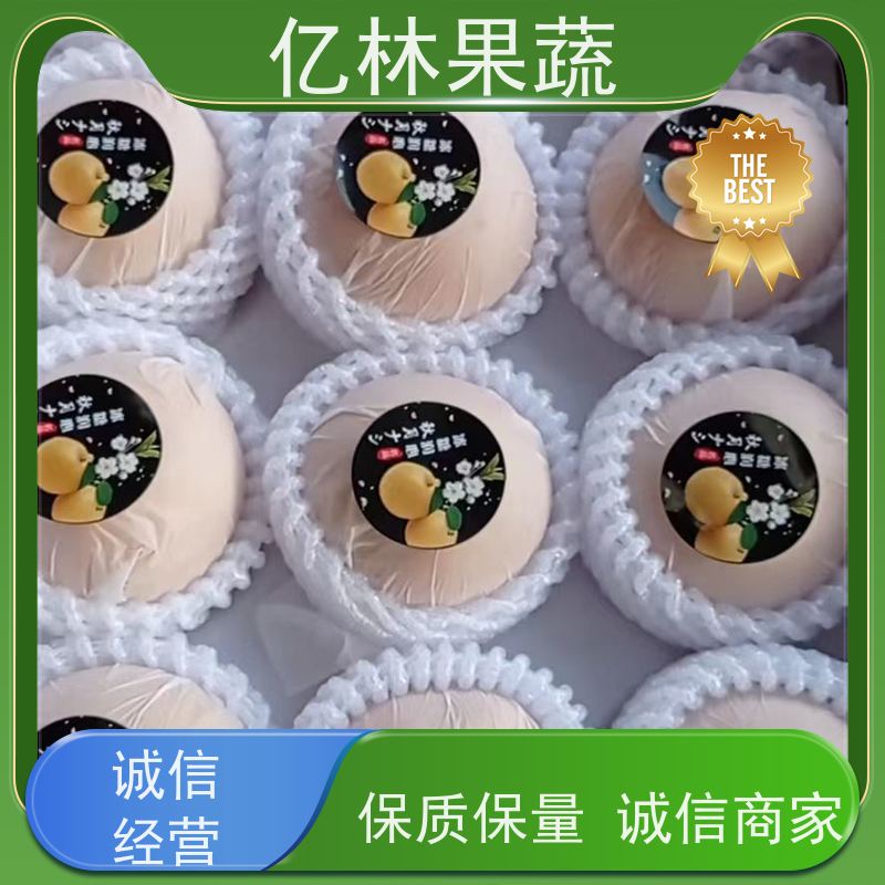 亿林苗木 秋彤桃 嫁接技术指导 抗寒能力强 根系饱满成活率高