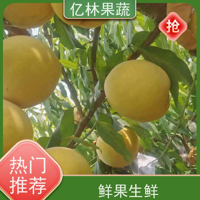 基地供应 中华玉梨树苗 成活率高 特产果树梨幼苗