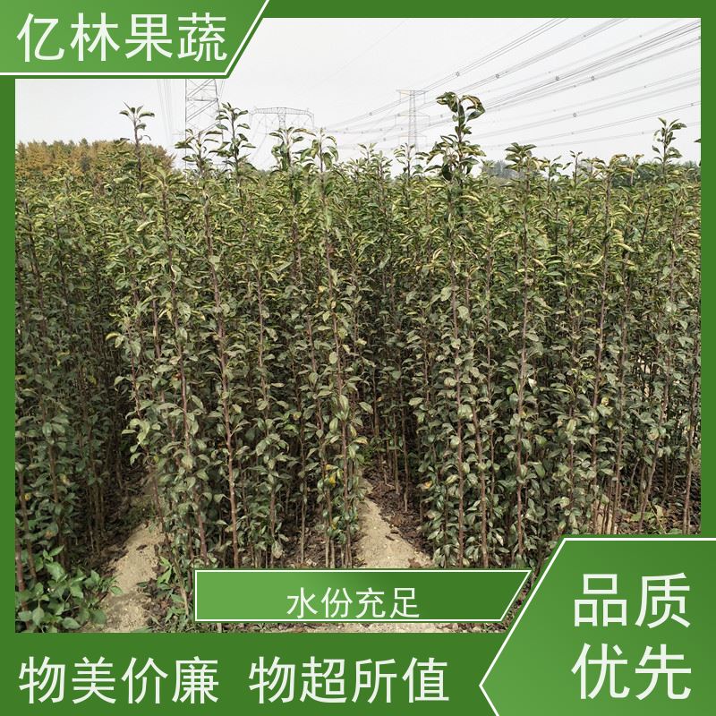 亿林苗木 圆黄梨树苗 基地直发 新品种梨苗 香甜可口