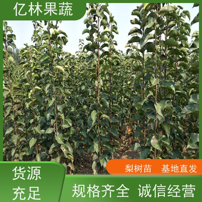 基地供应 成活率高 三公分现挖现发 品种齐全 丰水梨树苗