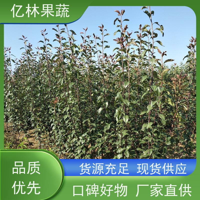 基地供应 油桃苗 嫁接技术指导 抗寒能力强 根系饱满成活率高