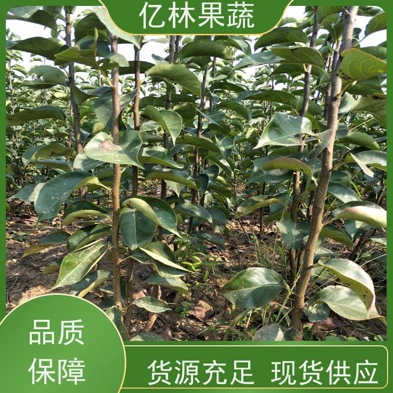 亿林苗木 园林嫁接桃苗 三公分现挖现发 品种齐全 易栽培桃树苗