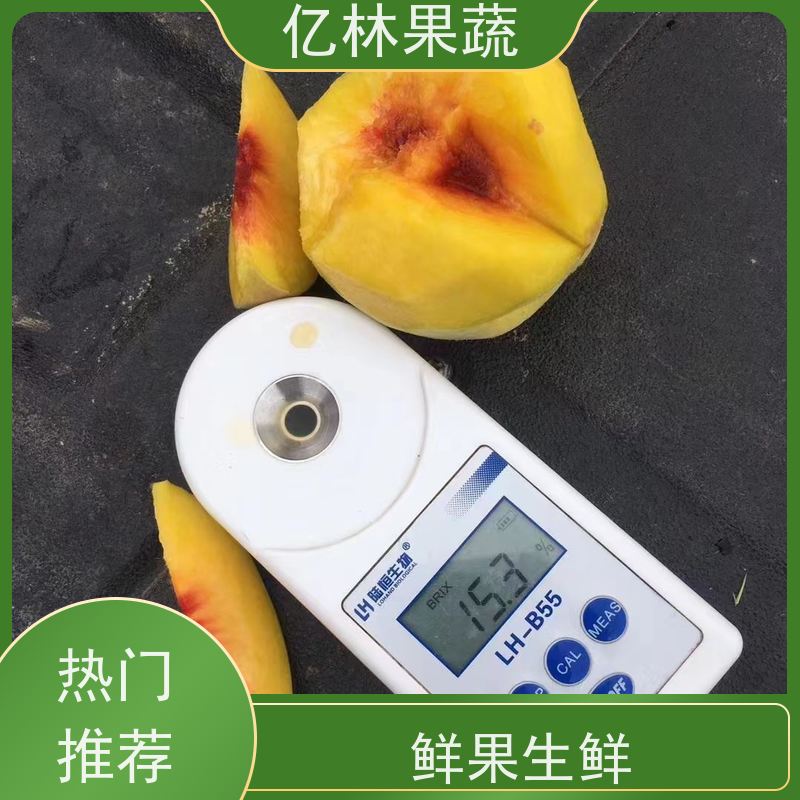 基地供应 黄桃苗 桃树果苗批发 自家园林 根系饱满成活率高