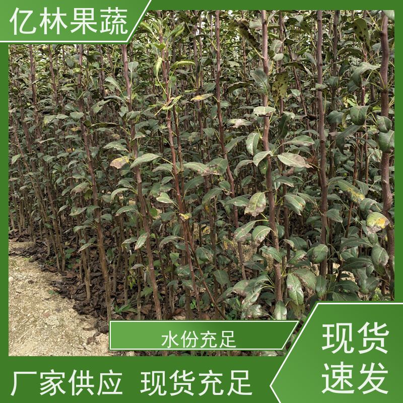 基地培育 园林嫁接桃苗 晚熟品种桃 口感脆甜 根系饱满成活率高