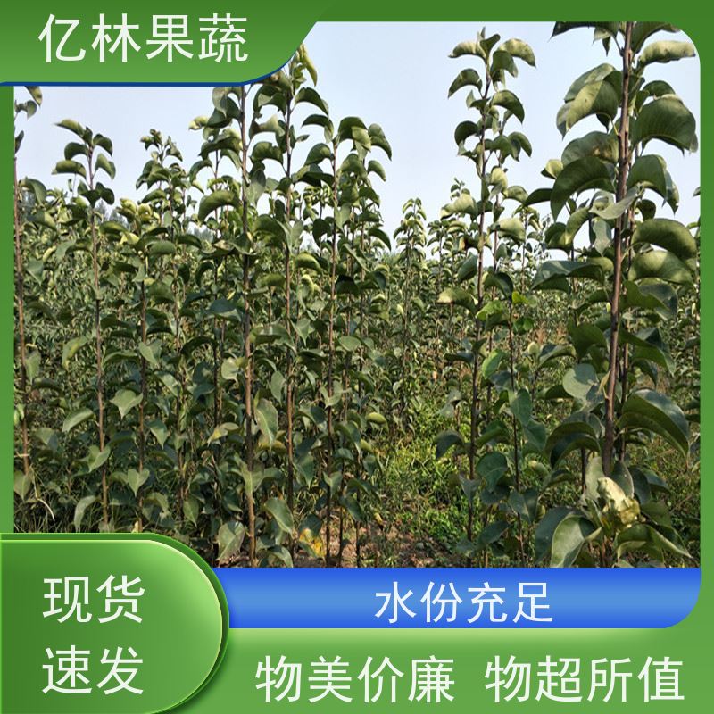 基地供应 黄桃苗 新品种挑苗 香甜可口 易栽培桃树苗