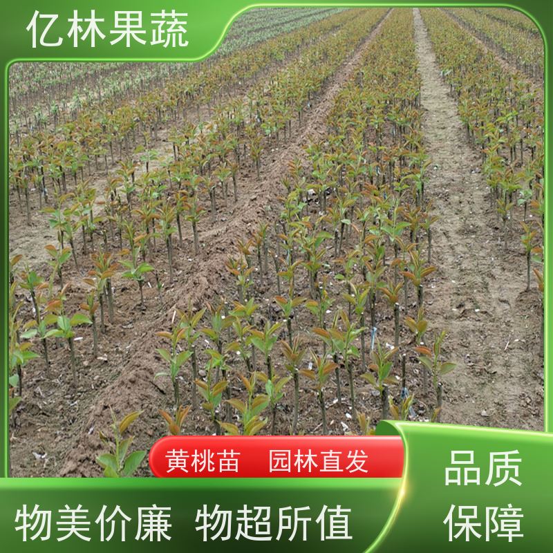 亿林苗木 油桃苗 园林绿化果树苗 抗寒能力强 根系饱满成活率高