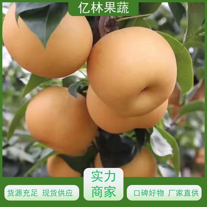 亿林苗木 圆黄梨树苗 果实饱满味道好 新品种梨苗 香甜可口