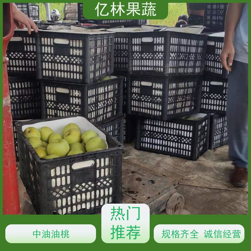 亿林苗木 根系饱满成活率高 新品种梨苗 香甜可口 中华玉梨树苗