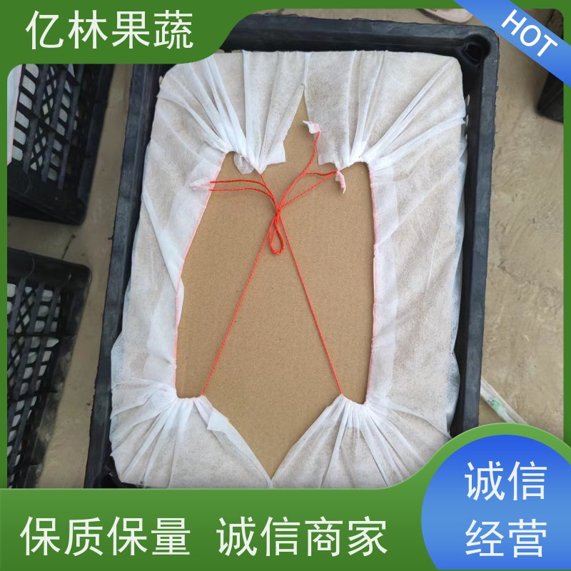 亿林苗木 黄桃苗 三公分现挖现发 品种齐全 成活率高