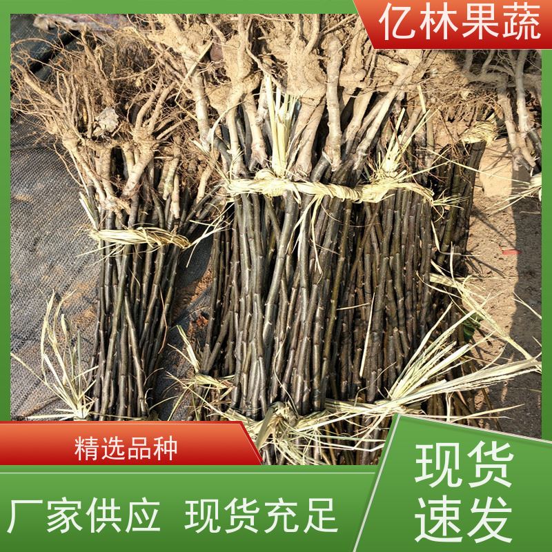 基地供应 砀山酥梨树苗 根系饱满成活率高 黄尊蜜梨 口感香甜