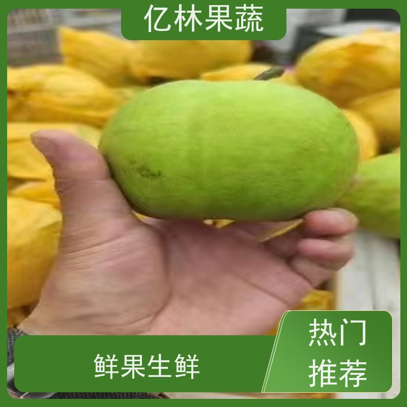 亿林苗木 黄尊蜜梨 口感香甜 基地直发 圆黄梨树苗