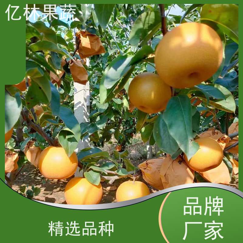 亿林苗木 丰水梨树苗 果实饱满味道好 晚熟品种梨 口感脆甜