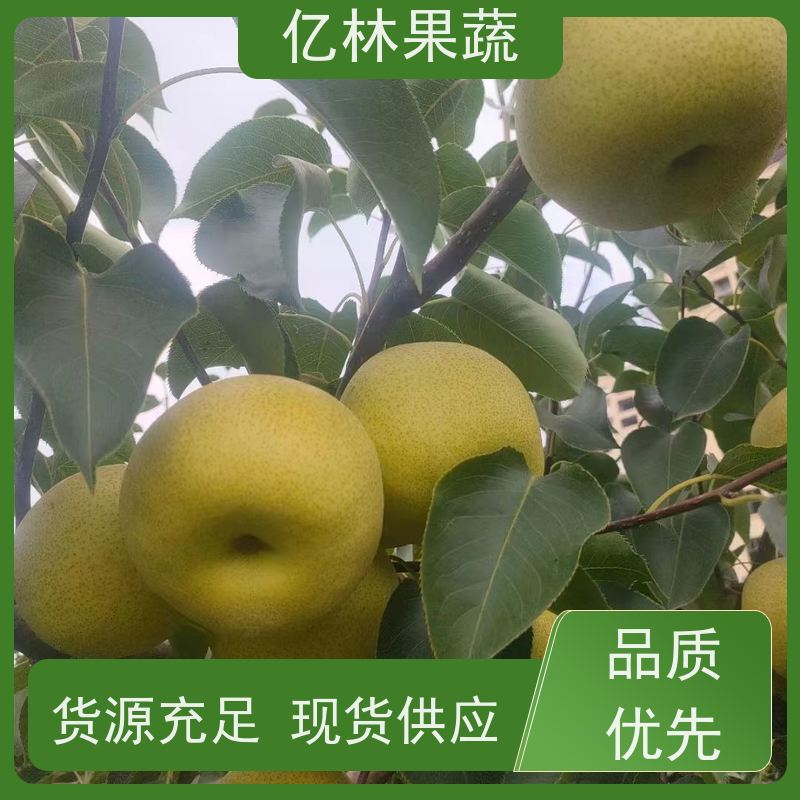 亿林苗木 基地培育 南北方种植 香酥梨果树 八盘梨树苗