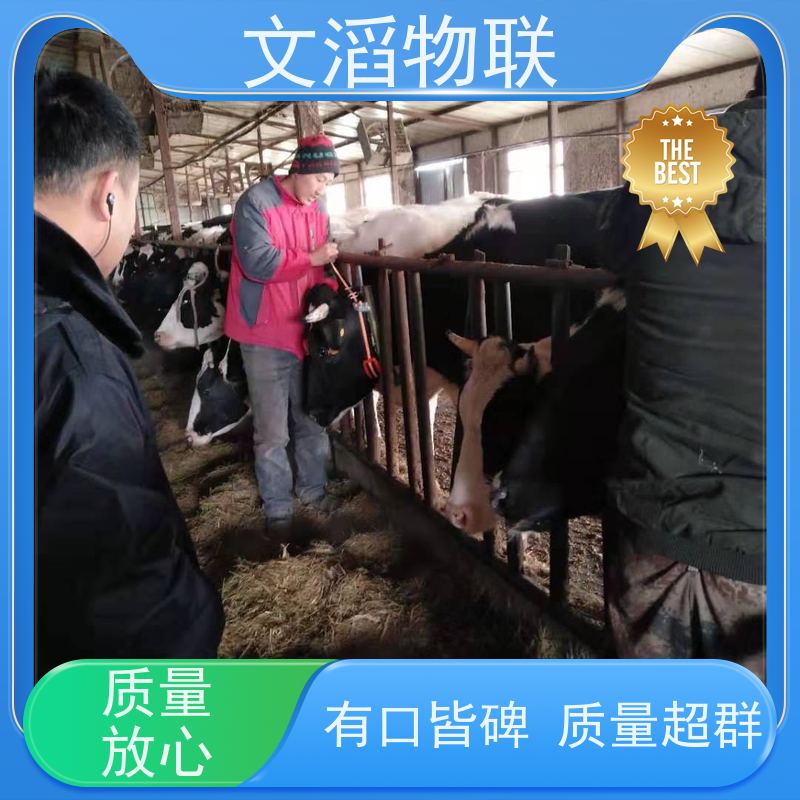 文滔物联 牛B超 项圈GPS定位发情监测 好品质有保障 
