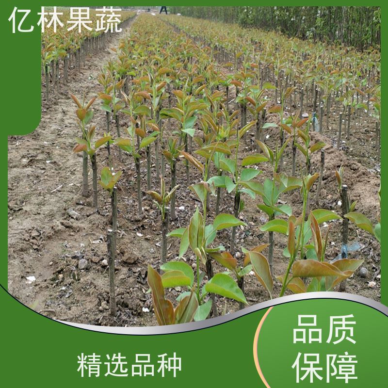 基地培育 嫁接梨树苗 果实饱满味道好 南北方种植 香酥梨果树