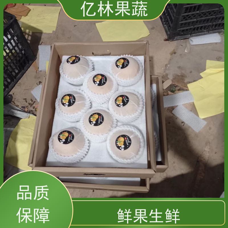 亿林苗木 红香酥梨树苗 成活率高 新品种梨苗 香甜可口