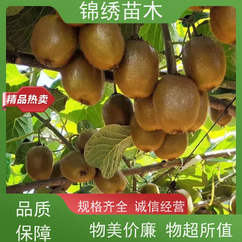新鲜大果绿心奇异果 徐香翠香海沃德 当季水果富硒猕猴桃维C之丰富