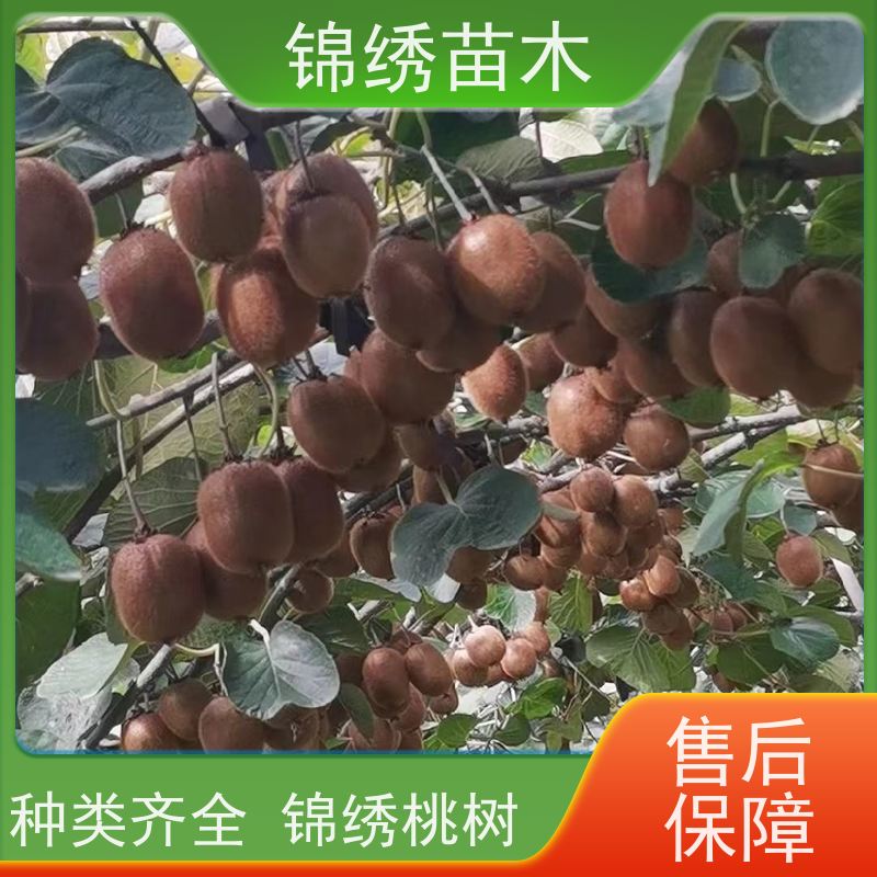 陕 西徐香海沃德翠香 金福瑞玉绿心猕猴桃基地批发 多汁多C 时令水果