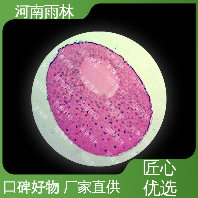 雨林教育 支持定做 质量保障 教学标本 售后无忧
