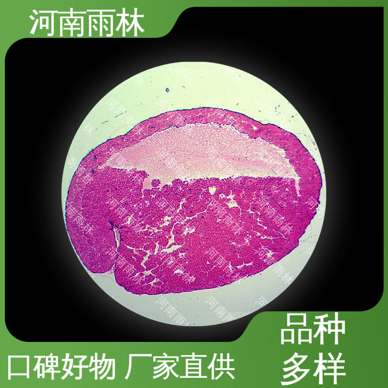 植物病害标本 支持定做 售后无忧 雨林教育工程 教具
