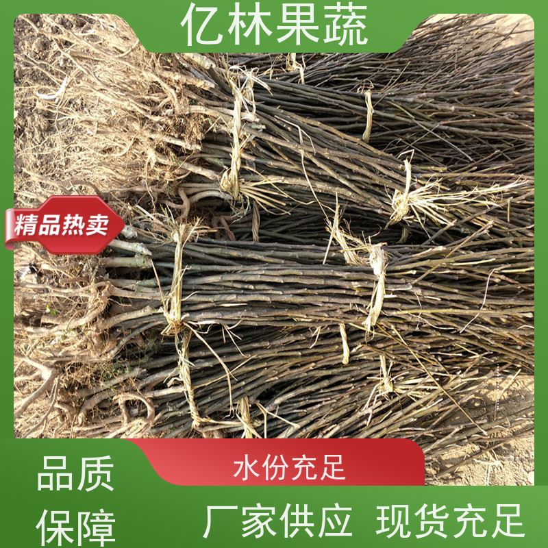 亿林苗木 早酥红梨苗 基地培育 彩虹梨树苗 粗两公分