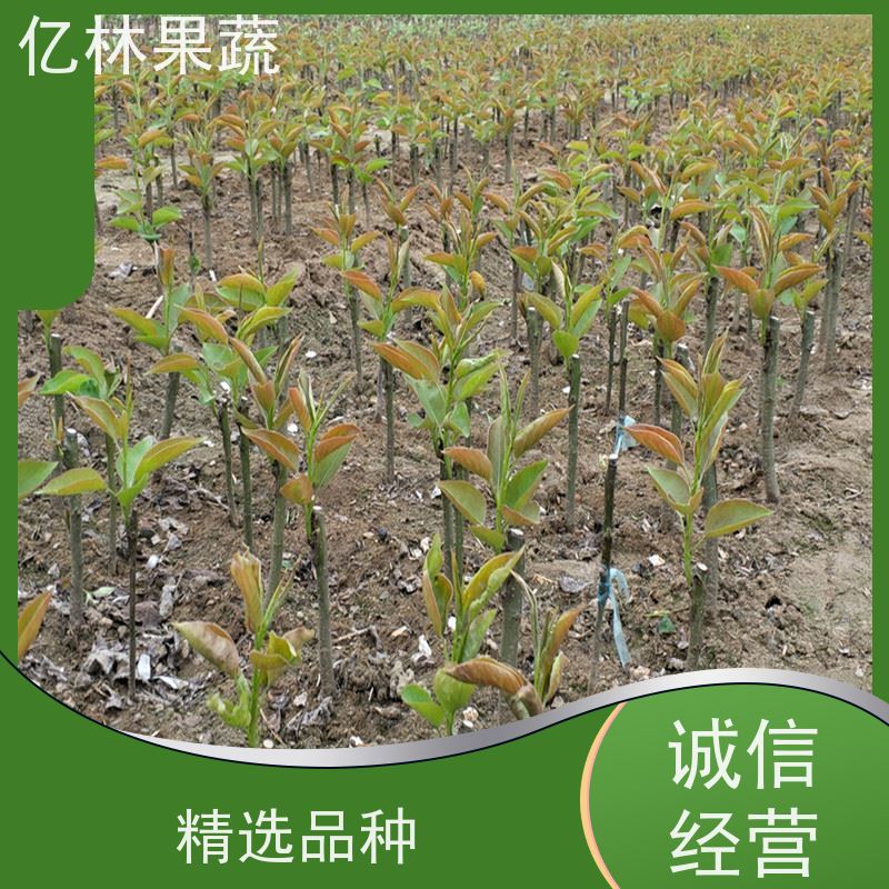 基地供应 八盘梨树苗 成活率高 特产果树梨幼苗