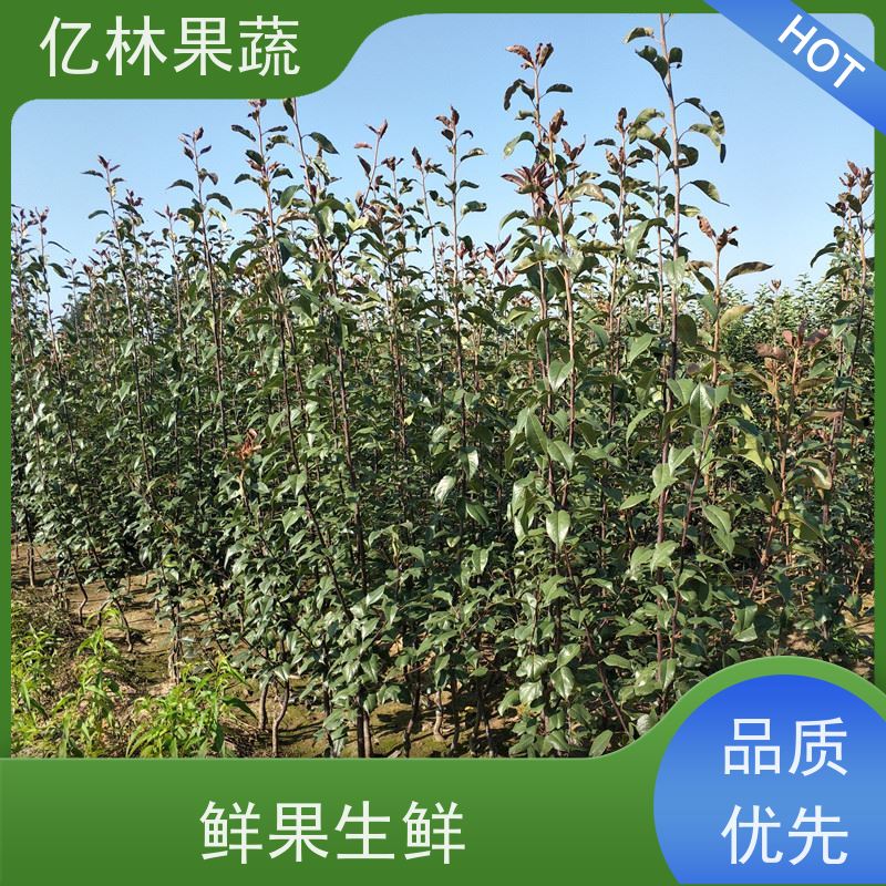 亿林苗木 八盘梨树苗 根系饱满成活率高 黄尊蜜梨 口感香甜