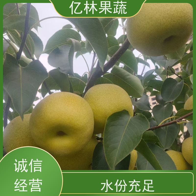 基地供应 绿宝石梨树苗 果实饱满味道好 嫁接技术指导 抗寒能力强
