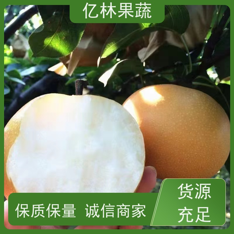 基地供应 黄桃苗 园林绿化果树苗 抗寒能力强 果实饱满味道好