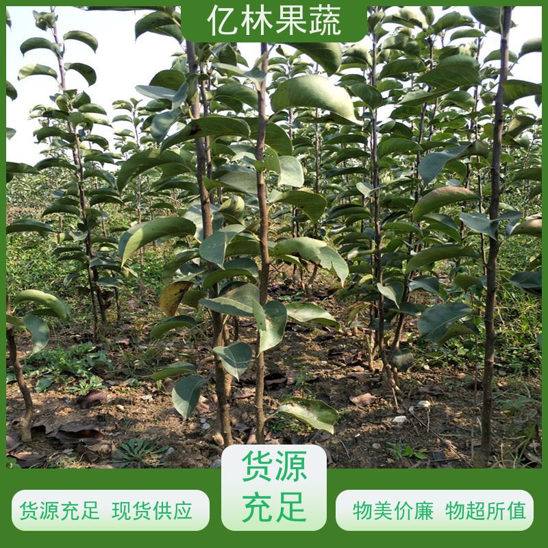 基地培育 秋彤桃 特产果树桃幼苗 果实饱满味道好