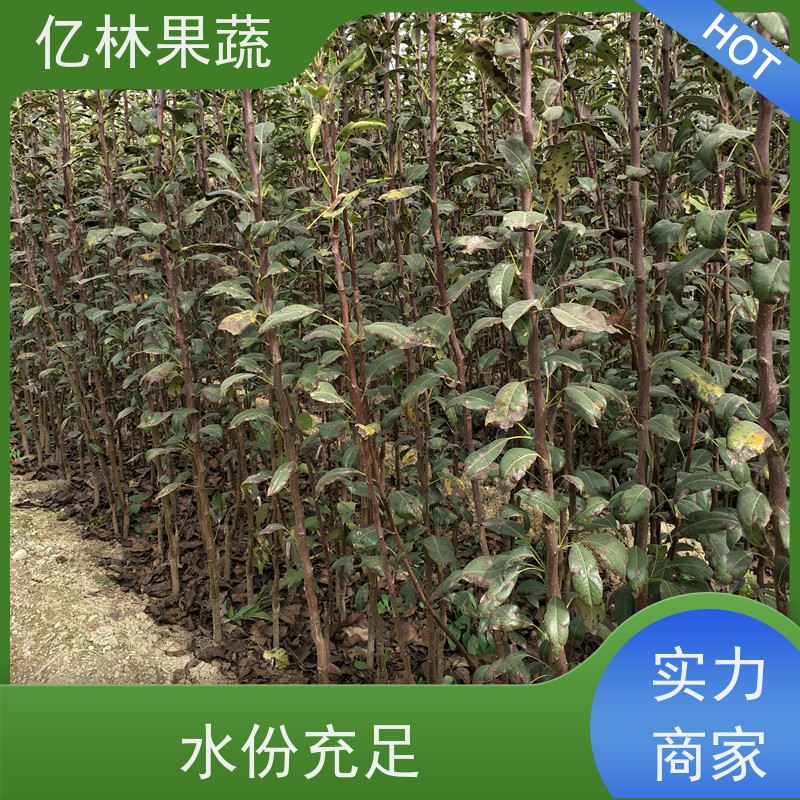 基地供应 果实饱满味道好 盆栽地栽庭院红香酥梨苗 绿宝石梨树苗