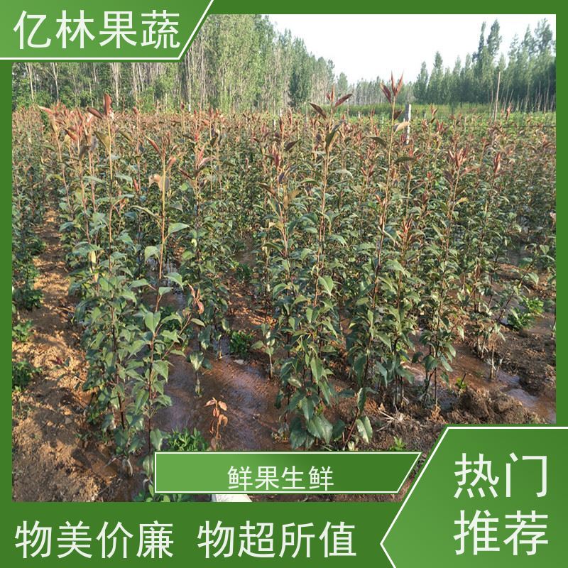 亿林苗木 嫁接梨树苗 成活率高 晚熟品种梨 口感脆甜