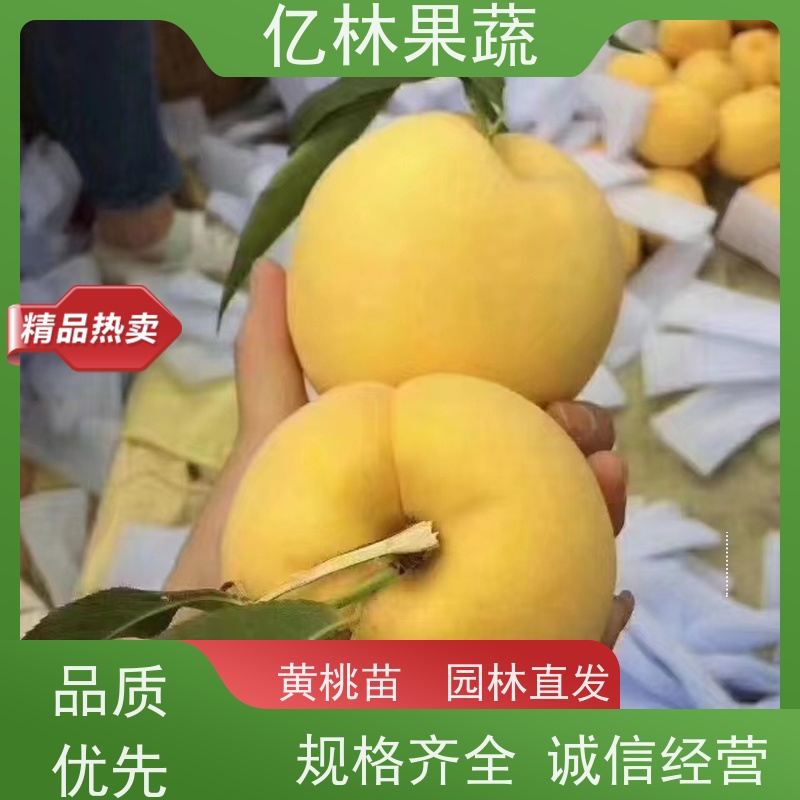 基地供应 晚熟桃树苗 特产果树桃幼苗 果实饱满味道好