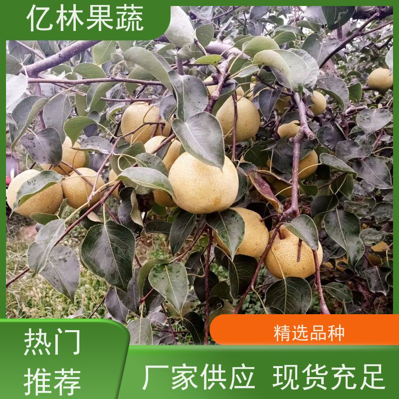 基地供应 油桃苗 三公分现挖现发 品种齐全 易栽培桃树苗