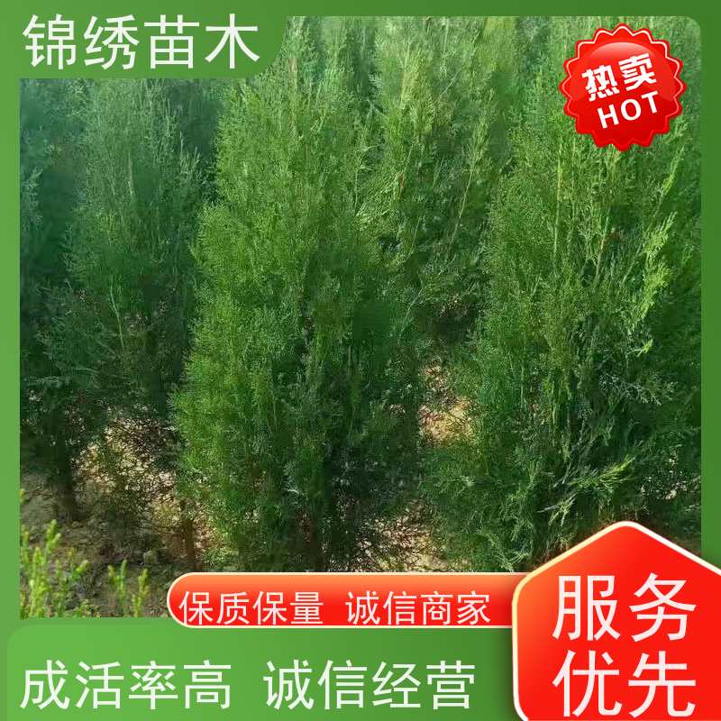 侧柏树苗 营养钵杯苗60-120厘米 侧柏苗批发基地 抗寒能力强 成活率高