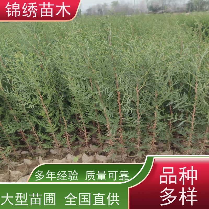 营养杯侧柏苗 龙柏树苗扁柏行道树侧柏树苗 绿化灌木乔灌木工程苗