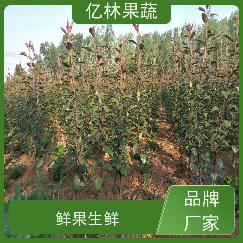 基地培育 黄冠梨树苗 根系饱满成活率高 南北方种植 香酥梨果树