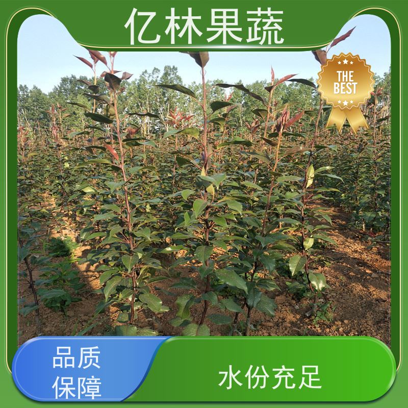 亿林苗木 晚熟桃树苗 嫁接技术指导 抗寒能力强 根系饱满成活率高