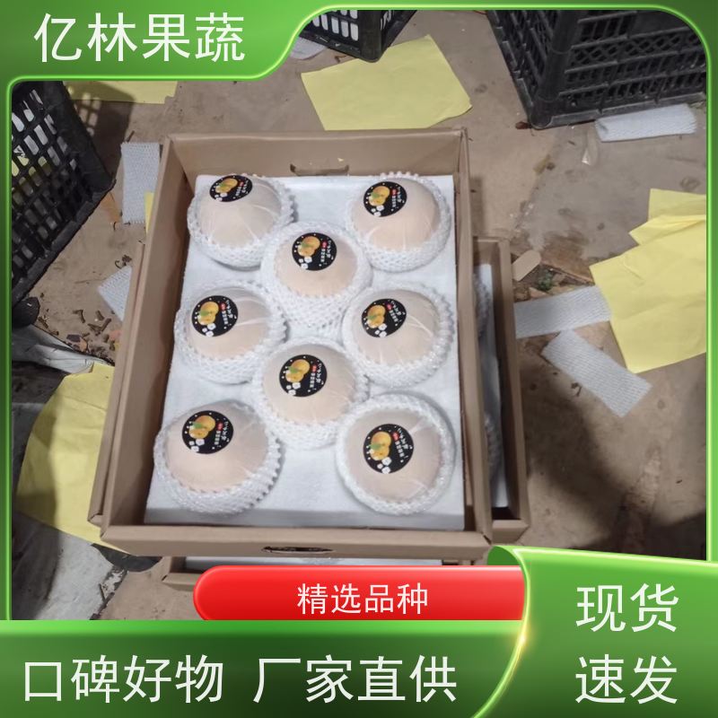 基地供应 根系饱满成活率高 新农酥梨 现挖现发 奥红梨树苗