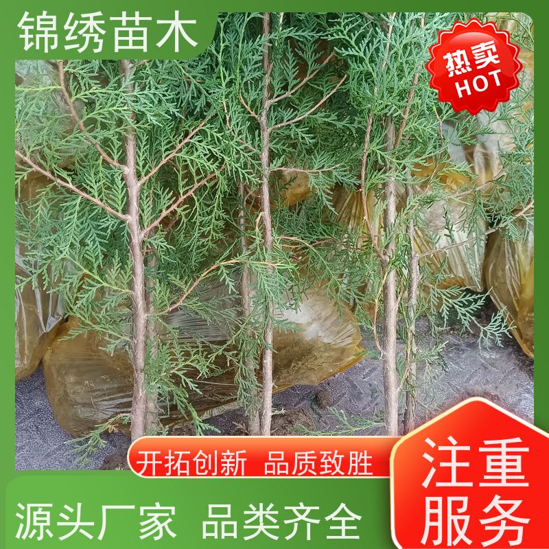 80cm高蜀桧苗 塔柏树苗 松柏 营养钵容器侧柏苗 耐寒四季常青 带土发货