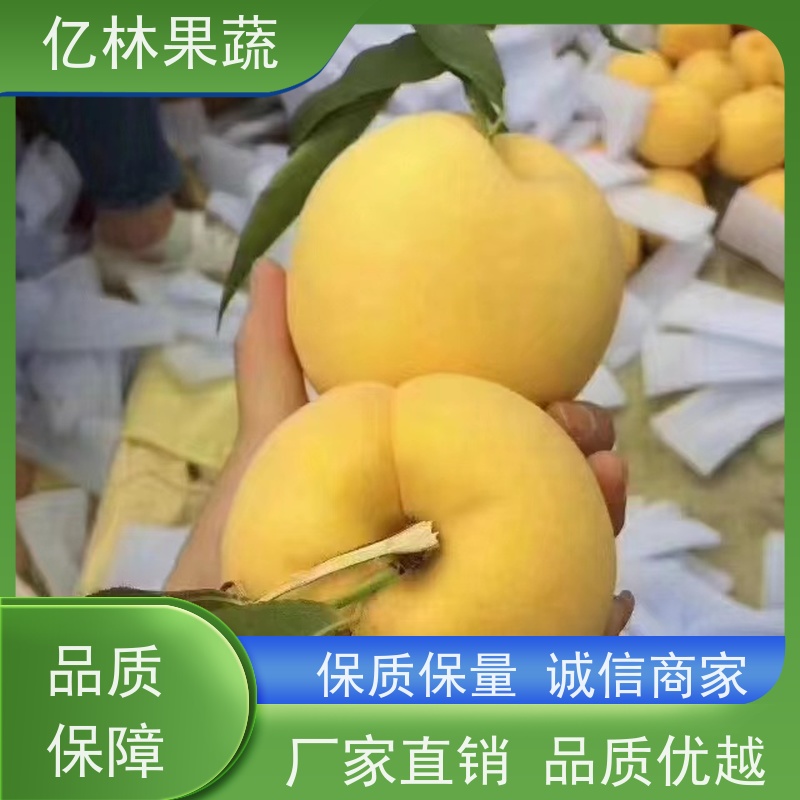 亿林苗木 油桃苗 桃树果苗批发 自家园林 果实饱满味道好