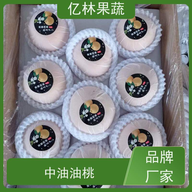 亿林苗木 基地直发 南北方种植 香酥梨果树 玉露香梨树苗