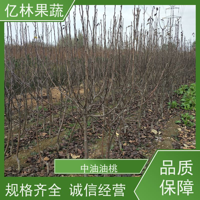 亿林苗木 绿宝石梨树苗 成活率高 嫁接技术指导 抗寒能力强
